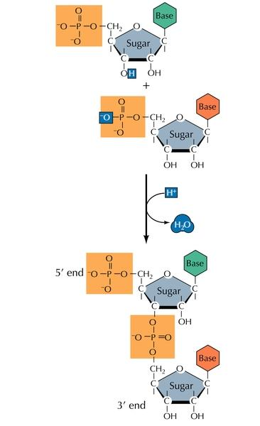 DNA deoxy-ribonukleotidsyre basane Adenin, Guanin, Cytosin og Thymin RNA ribonukleotidsyre basene Adenin, Guanin, Cytosin og Uracil polymerar av nukleotid bundne sammen med fosfodiester-bindingar frå