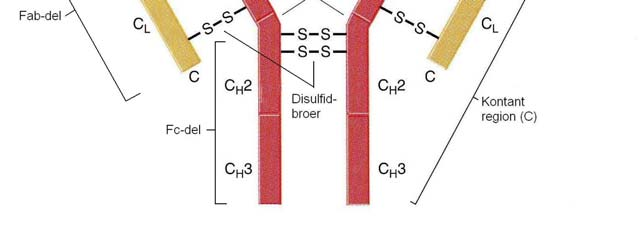 INNLEDNING Figur 1.5 Generell struktur av immunglobulin Tilpasset fra http://homepage.usask.ca/~kmj127/antibody.
