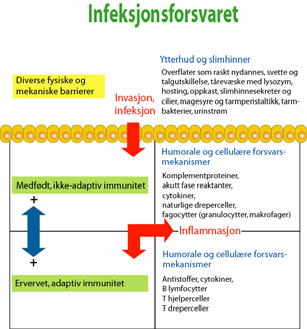 Forløp av