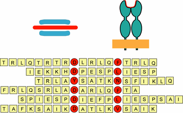 fremmed peptid.