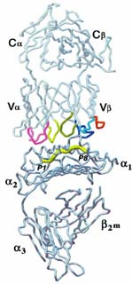 33 >38 Antigen-reseptorer B-lymfocyttene har IgD på overflaten som binder til løselige antigener i