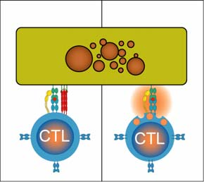 Cytotoksiske T-celler