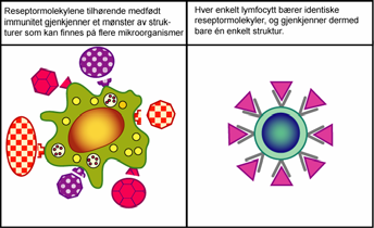 adaptiv immunitet Toll Like Receptors Mikroorganismer