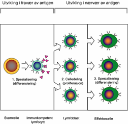 binder antigen aktiveres og