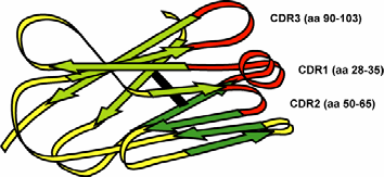 hypervariable områder