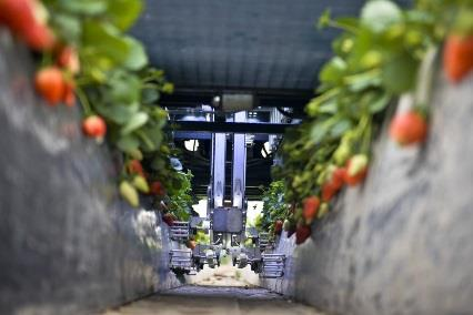 Det tyske forskningsinstituttet ATB har utviklet en traktormontert prototyp for tynning av fruktblomster på epletrær (Bilde 8).