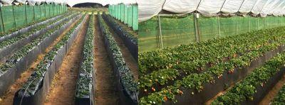 A4: er for innhøsting General Testing Availability Price Agrobot, Huelva, Spain http://www.agrobot.
