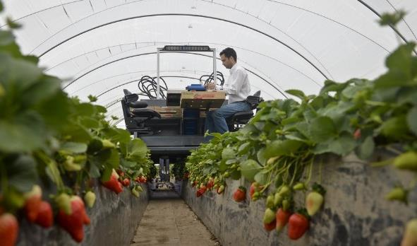 Oxnard, CA Ripe berry picking from raised hydroponic growing beds Will start final testing strawberry harvesting in January; have done seasonal testing for a few