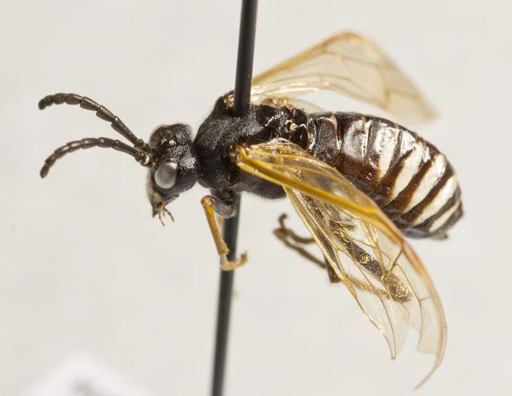 som arktiske gressletter er bra for blomsterbesøkende tovinger, spesielt for grupper som dansefluer (Empididae), blomsterfluer (Syrphidae), møkkfluer (Muscidae) og grønnsakfluer (Anthomyiidae).