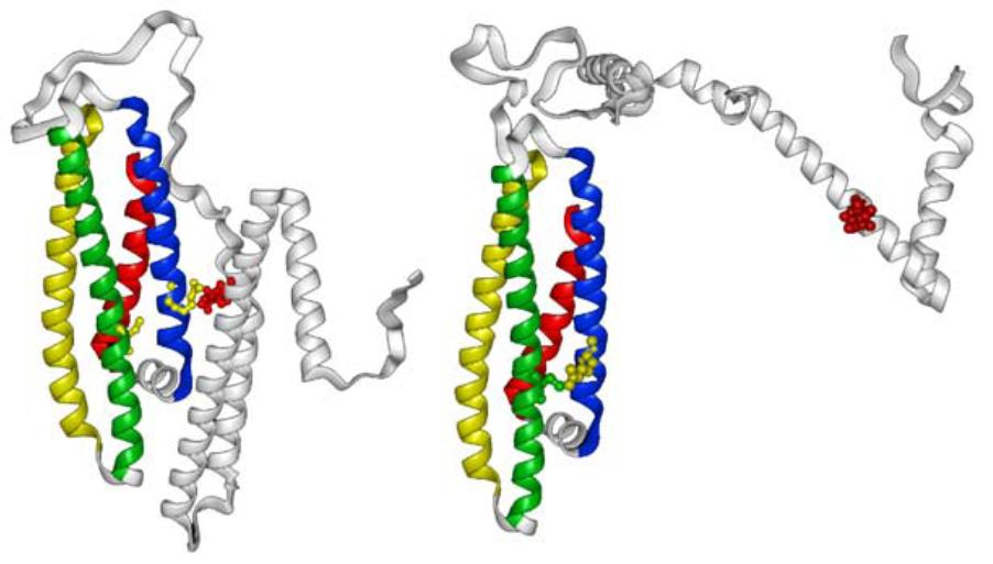 APOE Genet finnes i tre utgaver, APOEε2, APOEε3 og