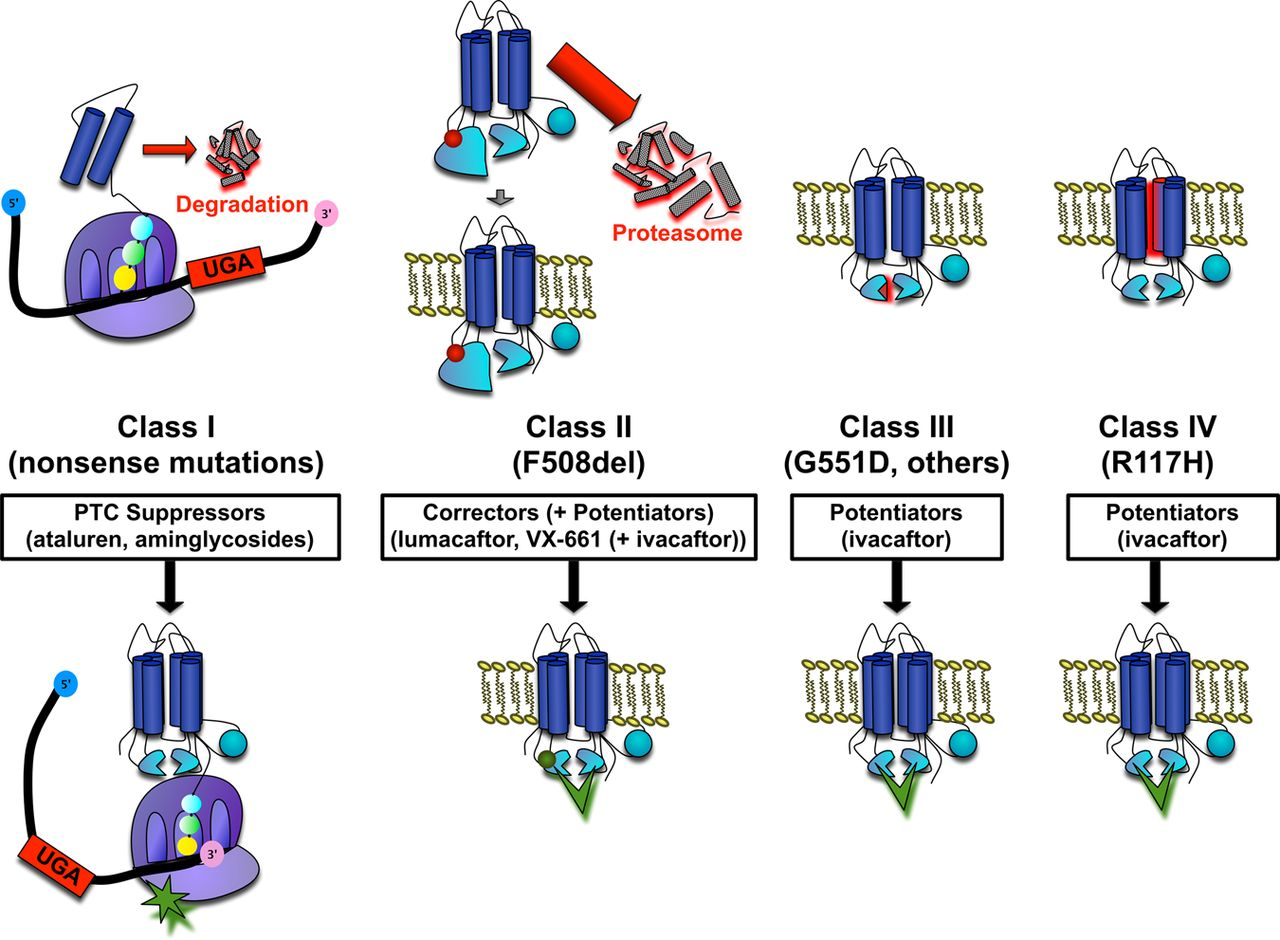 Cystic fibrosis transmembrane conductance regulator gene mutation classes