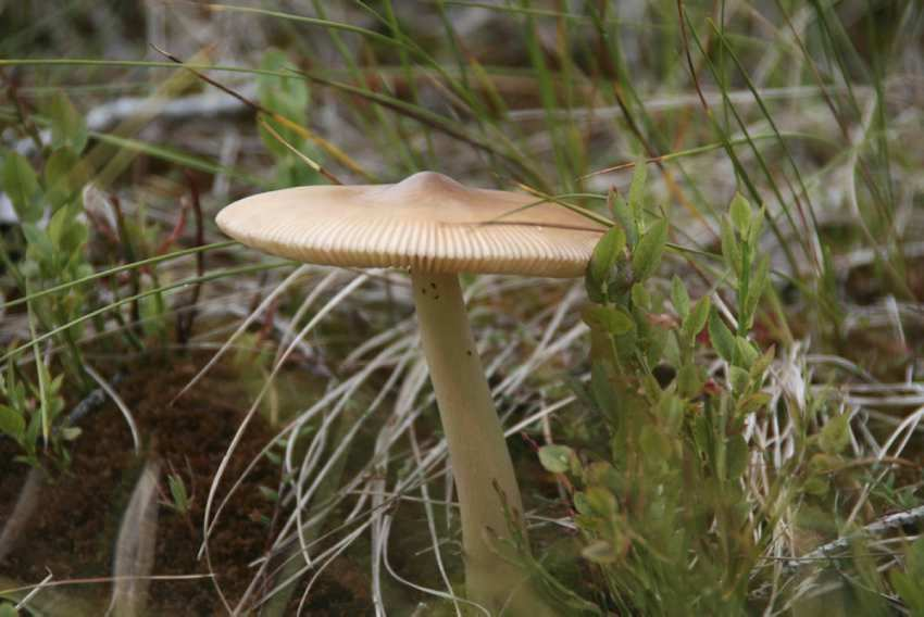 Vi antar imidlertid at prøvetakning i naturreservater kan være hensiktsmessig siden man i verneområder vil forvente å finne den eldste skogen, og videre at vernet av skogen vil sikre at man kan gjøre