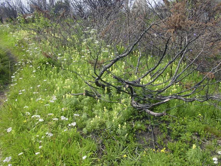 Skjøtsel av verneområder Tiltak for å opprettholde eller oppnå den natur- eller kulturtilstand som er formålet med vernet Avtale med grunneier hvis mulig