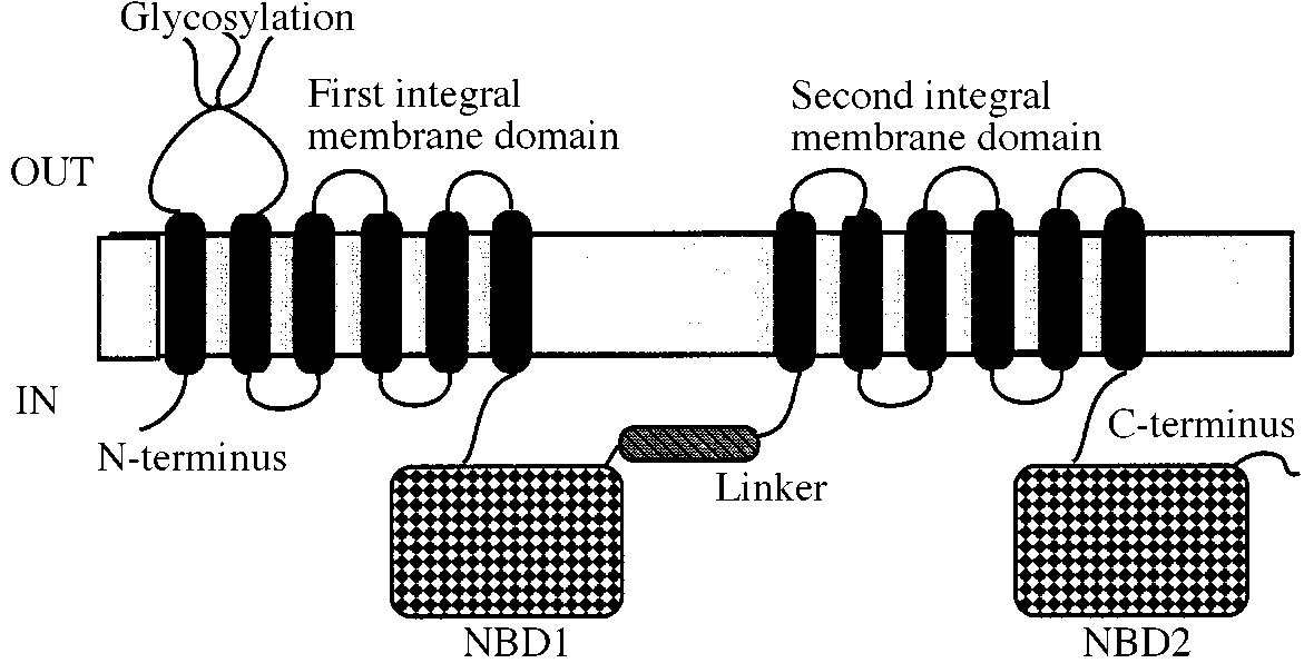 TEORI Figur 2:Topologisk kart og domene organisering av P-gp, foreslått fra primærsekvensen[16]. 5.2.3 Substrater og modulatorer P-gp kan interagere med mange strukturelt ulike forbindelser, som må fordele seg inn i fettlaget i membranen før de kan interagere med P-gp og pumpes ut.