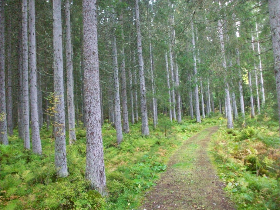 Ill. 8 Bestand 9 er preget av ensaldret monokultur Bestand 9 er svært ensaldret, og har derfor et vanskelig utgangspunkt for å skape fleraldret skog med kontinuitet i store trær.