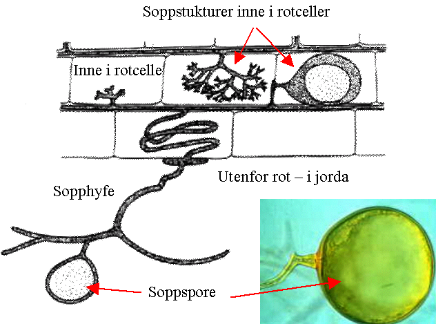 Er sporene du ser dannet ved seksuell eller aseksuell reproduksjon hos Russula? Sitter basidiene på oversiden eller undersiden av fruktlegemet? Har hyfene hos stilksporesopp skillevegger (septa)?