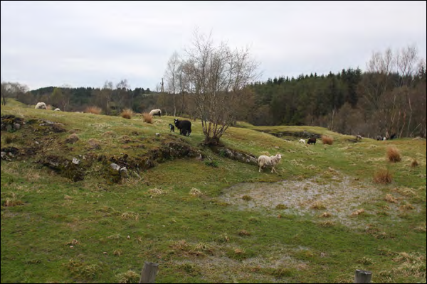 VERDIER OMFANG OG KONSEKVENSER Smågnagere. Smågnagere er et viktig innslag i økosystemet også i kystlandskapet.