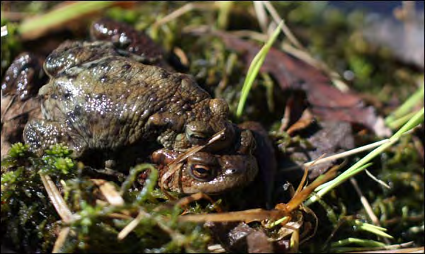 potensial for rikt biomangfold (naturtype tørrbakker), er ikke floraen spesielt rikt utviklet i området da gjødsling påvirker plantesamfunnet.