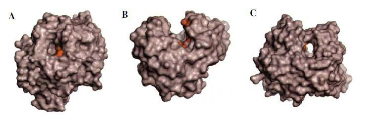 1. Introduksjon Figur 1.4 Et eksempelet på et system, hvor et enzym kutter disakkaridenheter fra den reduserende enden til substratet (Davies et al. 1997.