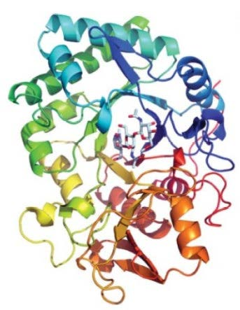 1. Introduksjon 1.3.3.2 Acidic mammalian chitinase (AMCase) AMCase er én av to aktive humane familie 18-kitinaser, og har 57sekvenslikhet med human HCHT (Chou et al. 2006).