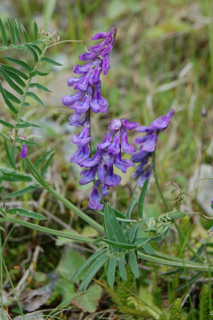 Fuglevikke (Vicia cracca) Vokser i mange ulike typer kulturmark,skogkanter, lyngheier, (beita) skog og i strandeng. Går også inn i fulldyrka kultureng.