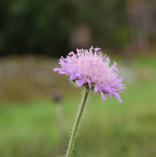 Rødknapp (Knautia arvensis) Vokser i tørr slåtte- og beitemark,tørrbakker og veikanter.