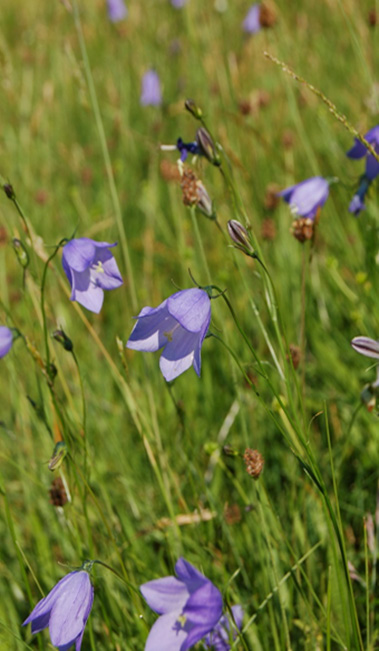 Blåklokke (Campanula rotundifolia ssp. rotundifolia) Vokser i ugjødsla slåtte- og beitemark, tørrbakker, berg og lysåpen (beita) skog.