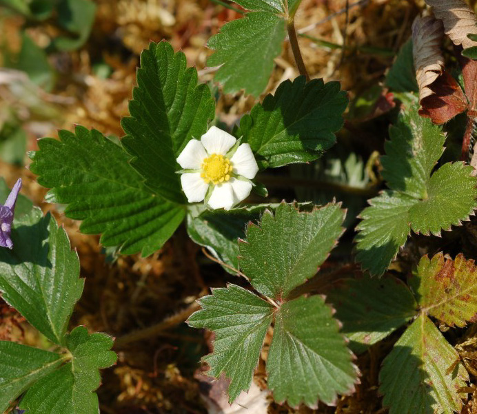 Markjordbær (Fragaria vesca) Vokser i ulike typer beite- og slåttemark, tørrbakker, veikanter og (beita) skog. Går sterkt tilbake 25 35 år etter opphørt drift.