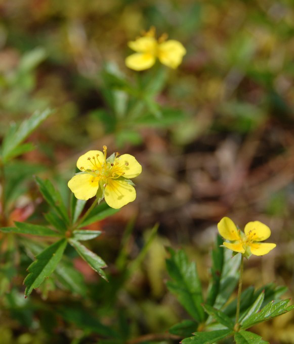 Tepperot (Potentilla erecta) I ulike kulturmarkstyper som beitemark, slåttemark og kyst-lyngheier. Finnes også i mer naturlig åpne områder som myr og fjellheier. Kan også finnes i litt gjødsla eng.