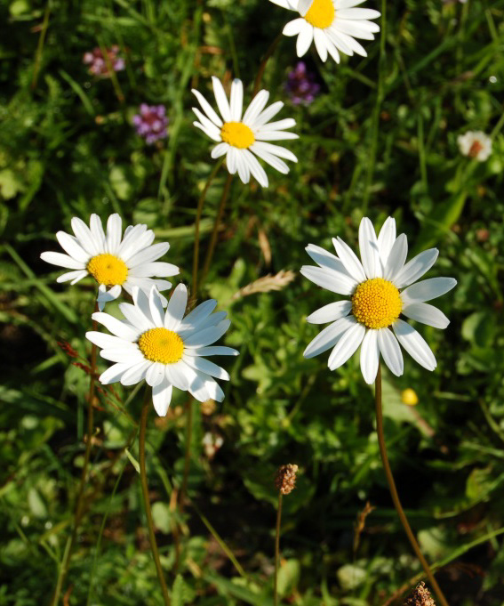 Prestekrage (Leucanthemum vulgare) Vokser i ulike typer kulturmark: slåtte- og beitemark, veikanter, skogkanter og i (beita) skog.