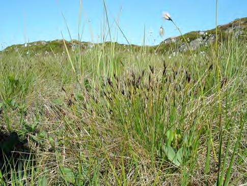 Kartlegging av naturtyper i