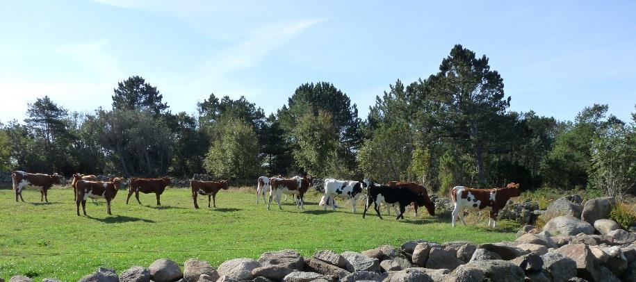 Hva skal vi