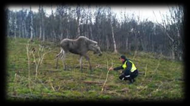 Når det gjelder elgene som ble merket i Nesseby og Tana kommune i samarbeid med Nina, ser en at ei av kyrne tidlig på våren satte