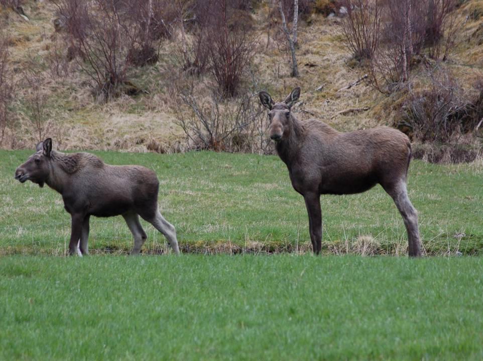 BAKGRUNN Antallet drepte hjortevilt på veger og jernbane har økt betraktelig i løpet av de siste tiårene (Solberg m.fl.