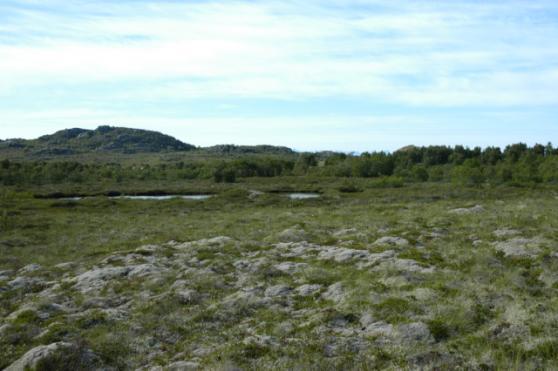 Ecofact rapport 149 Side 6 borealis) og brudespore (Gymnadenia conopsea). Disse områdene var imidlertid små, flekkvise, og ble funnet kun i nordenden av området.