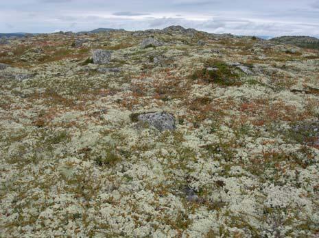 Dette er godt beite, men tilgjengelighet kan hindres en del av bjørkas krattvokster. Slike areal finnes mest på Grøsjøhøgda og inn mot Gransjøen, samt på østsida av Gransjøbekken.