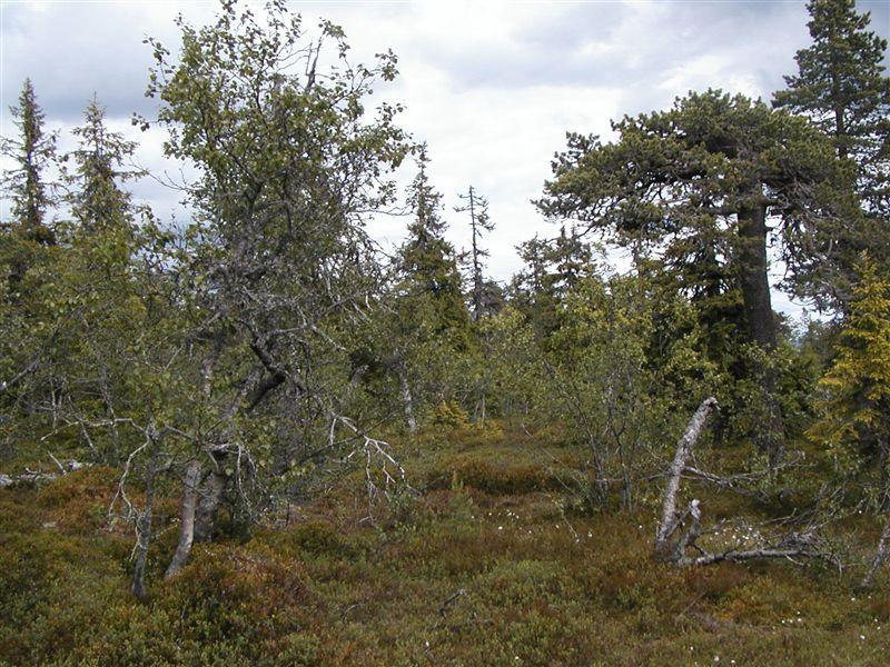 Bilder fra området Furuberget Glissen