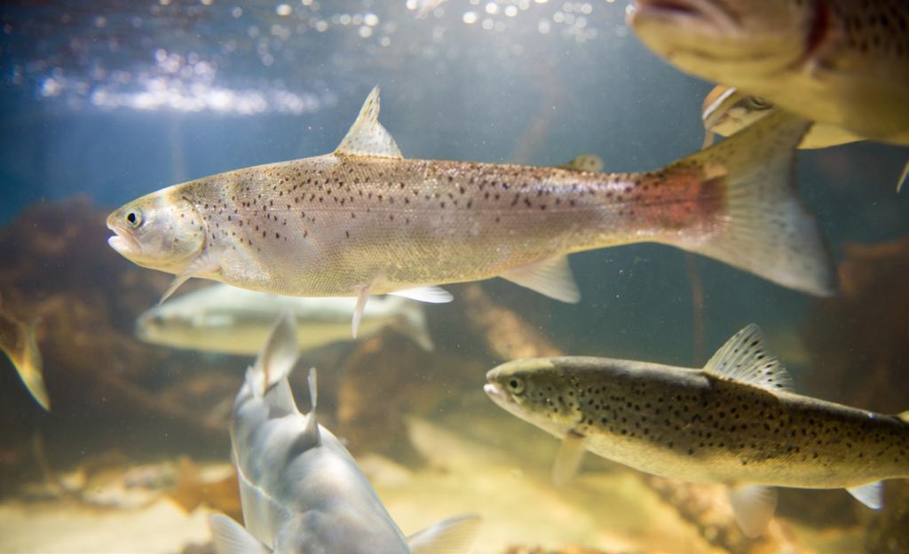 Transportslanger for fisk og smolt Fôrslanger Næringsmiddelslanger Luft- og