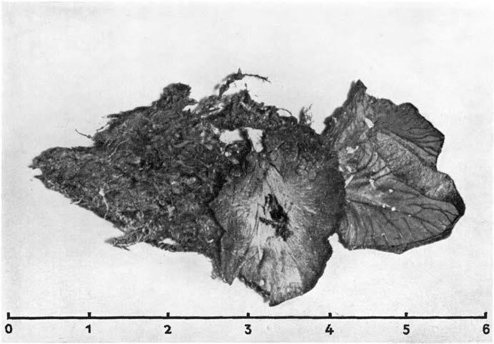 0 1 2 3 4 5 6 Fig. I. Leptotus lobatus (Pers. ex Fr.) Karst.