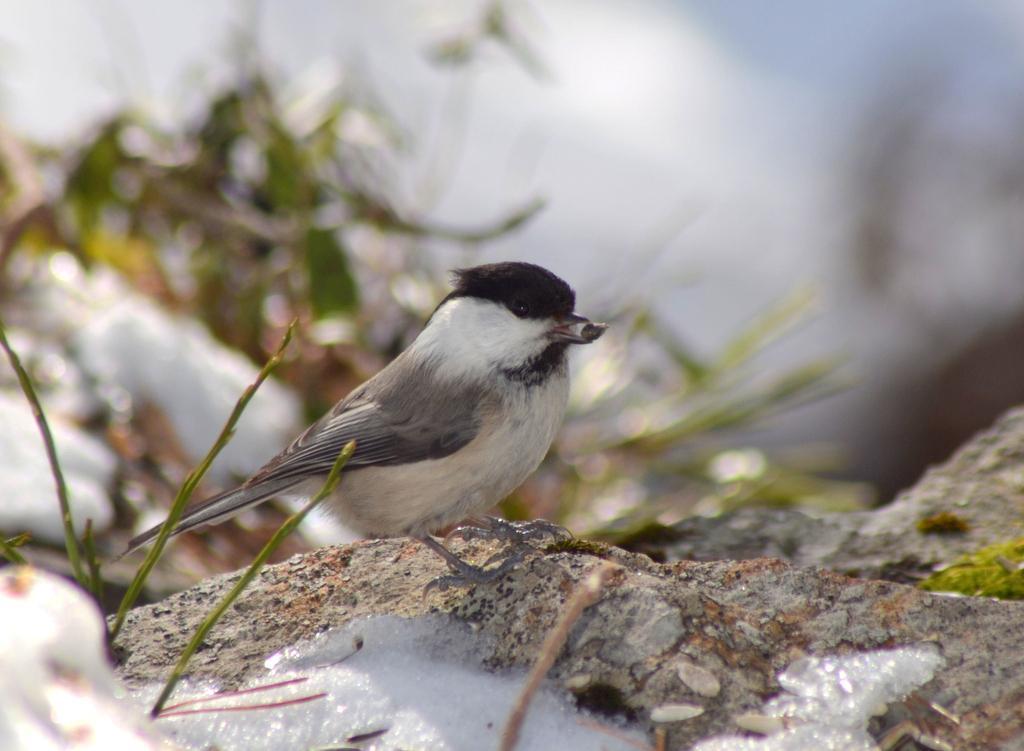 Granmeisen var også i 2012 en fast, men ikke veldig tallrik gjest på mange fôringsplasser. Foto: A. Hals. Toppmeis Lophophanes cristatus (27-35-18) 17 obs. 14.01-31.