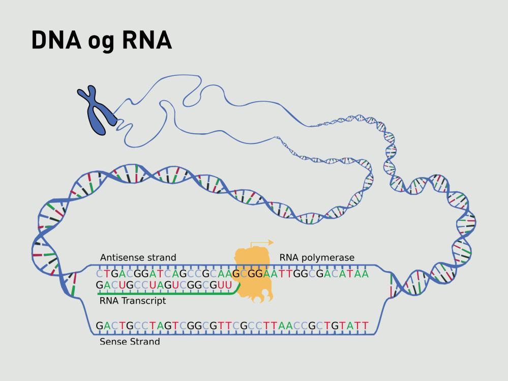 DNA er som dere vet menneskets arvestoff, men styrer også vår utvikling gjennom livet og en rekke daglige prosesser. Det er nøstet opp i kromosomer, som disse.