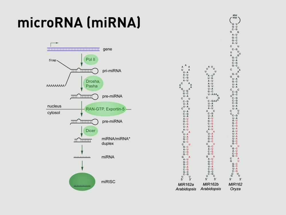 MERG har for et bestemt prosjekt særlig interesse for en type RNA kalt microrna. Dette er korte segmenter av RNA som leses ut av DNA på samme måte.