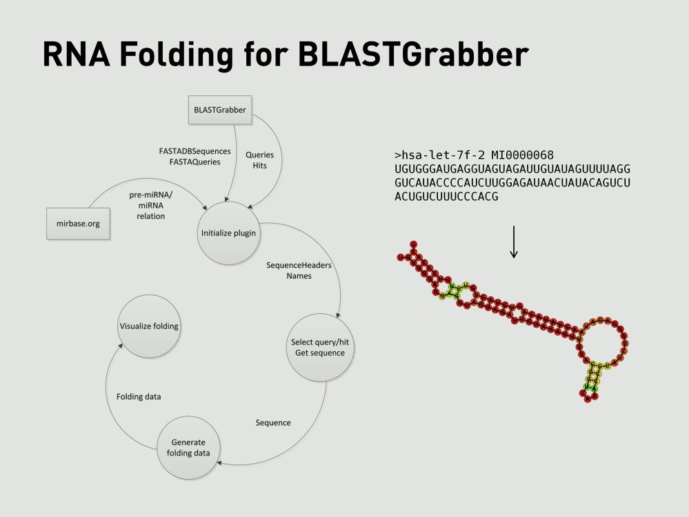 Vårt prosjekt, RNA Folding, er den første utvidelsen til BLASTGrabber, og er også skrevet i Java. Hensikten er å folde RNA, med spesialiseringer for å folde mirna.