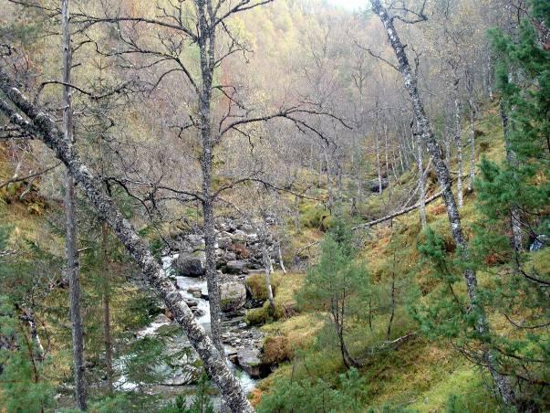 Blåbærskogen er den dominerende vegetasjonstypen i tiltaksområdet og fortsetter helt opp omtrent til høydekote 260 m, der røsslyng-blokkebærfuruskog (A3) med furu i tresjiktet, dominerer på østsiden