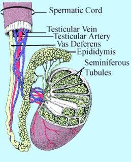 Sperm: Epididymis -Vas deference Temperature control 32-33 o CNOT 37 o C Epididymis Spermatozoa training camp