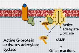 membranes