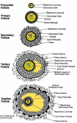 Growth of the oocytes 20 µm ~30