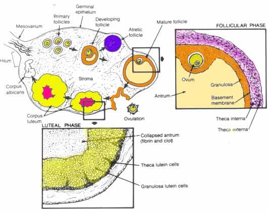 The ovary