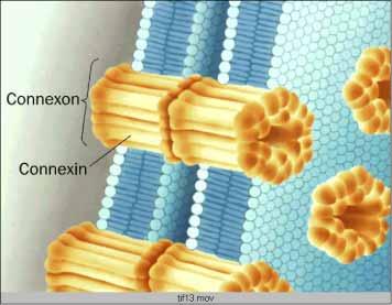 Meiotic arrest Meiosis arrested at prophase I