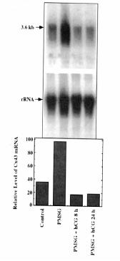 corona cells who pump maintain a high camp level in